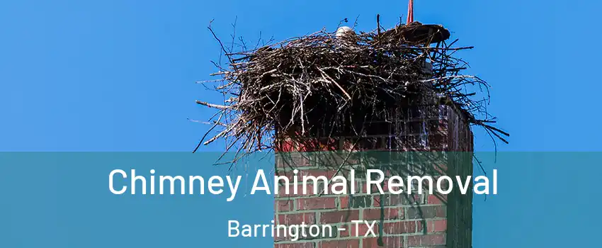 Chimney Animal Removal Barrington - TX