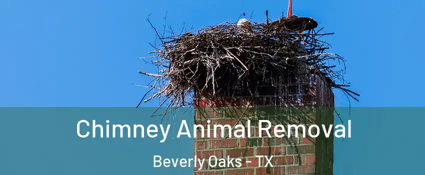 Chimney Animal Removal Beverly Oaks - TX