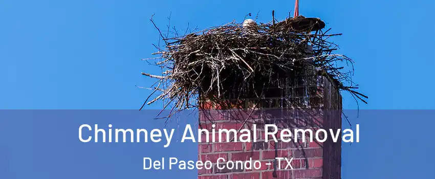 Chimney Animal Removal Del Paseo Condo - TX