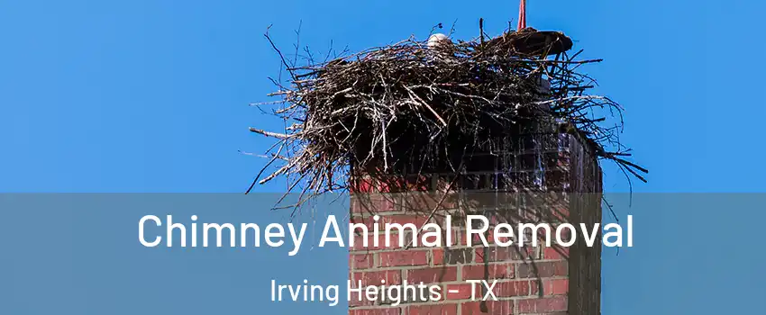 Chimney Animal Removal Irving Heights - TX