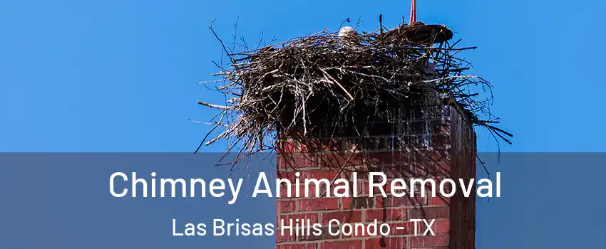 Chimney Animal Removal Las Brisas Hills Condo - TX