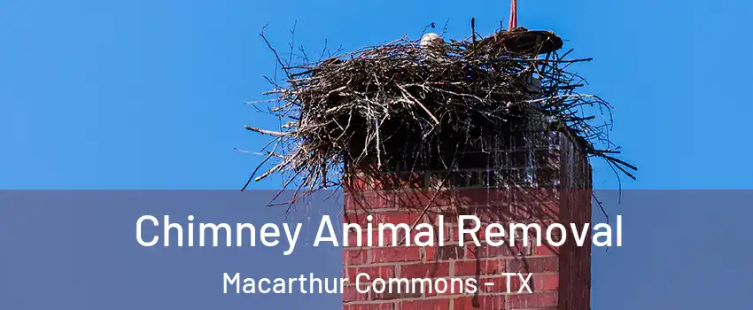 Chimney Animal Removal Macarthur Commons - TX