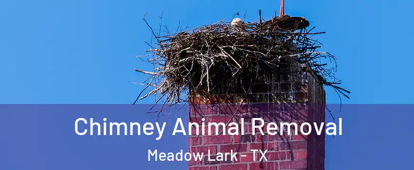 Chimney Animal Removal Meadow Lark - TX
