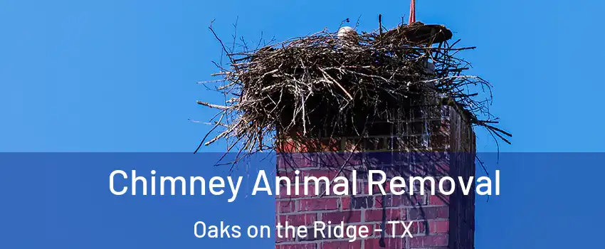 Chimney Animal Removal Oaks on the Ridge - TX