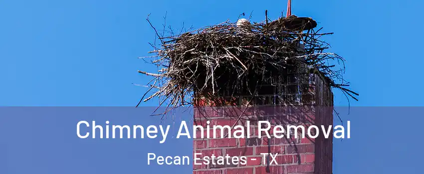 Chimney Animal Removal Pecan Estates - TX
