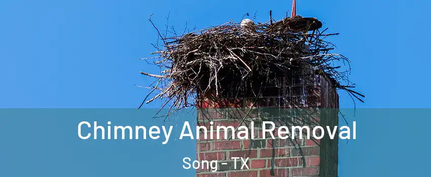 Chimney Animal Removal Song - TX