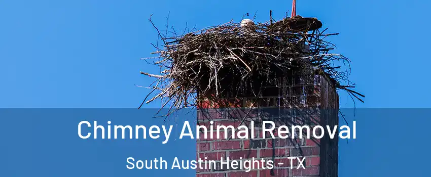 Chimney Animal Removal South Austin Heights - TX