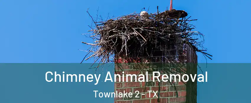 Chimney Animal Removal Townlake 2 - TX