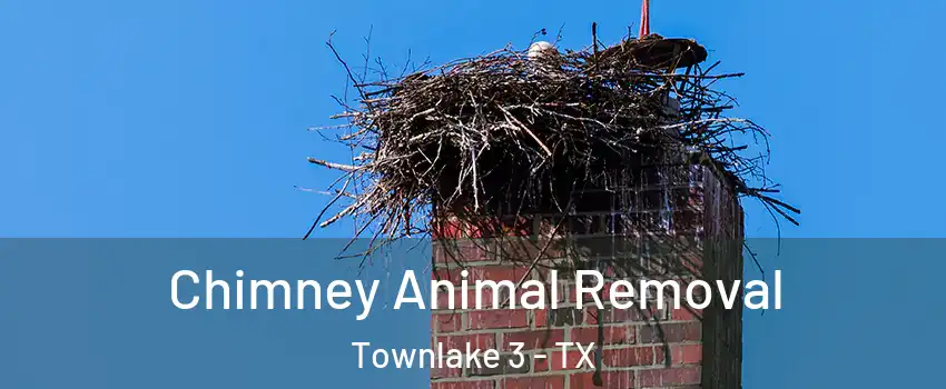 Chimney Animal Removal Townlake 3 - TX