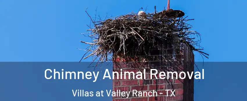 Chimney Animal Removal Villas at Valley Ranch - TX