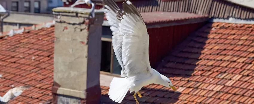 Residential Chimney Animal Removal Solution in Pecan Estates, TX