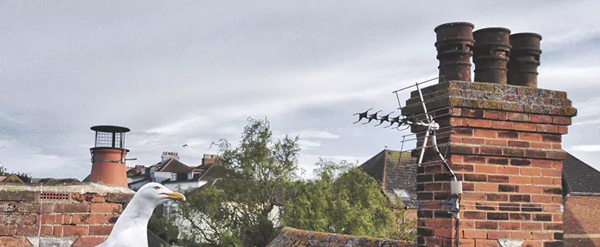 Chimney Cleaning And Restoration in High Point Estates, Texas